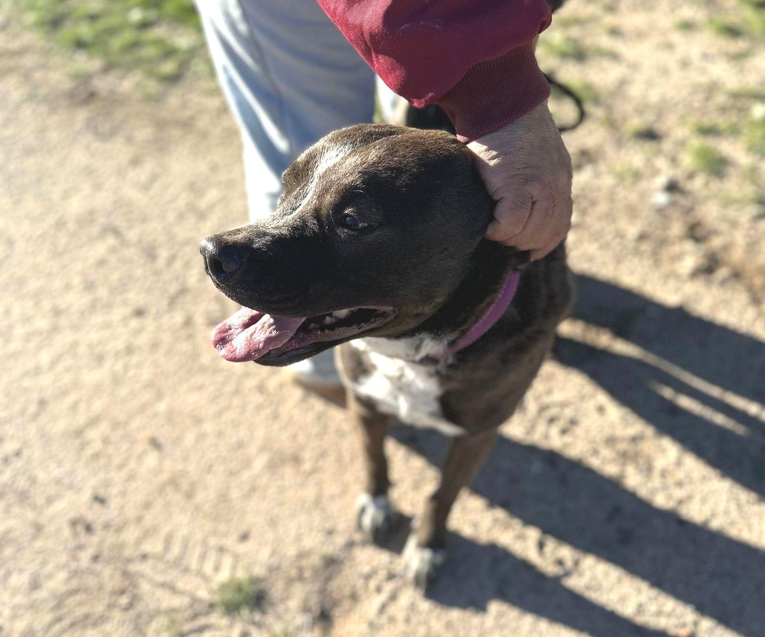 Enlarge Macy, a Adoptable mixed breed in Duluth, MN image 4/6
