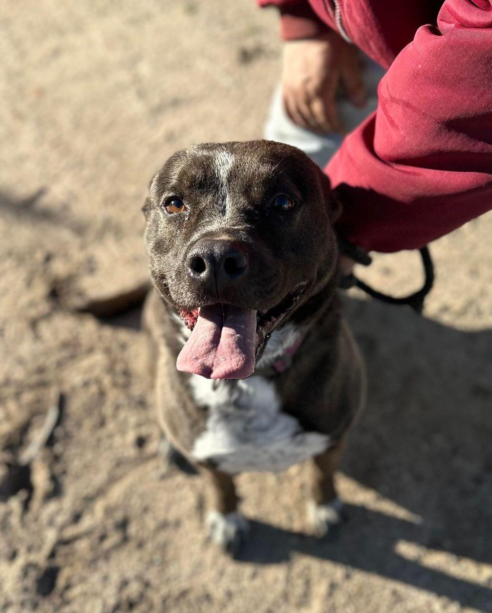 Enlarge Macy, a Adoptable mixed breed in Duluth, MN image 3/6
