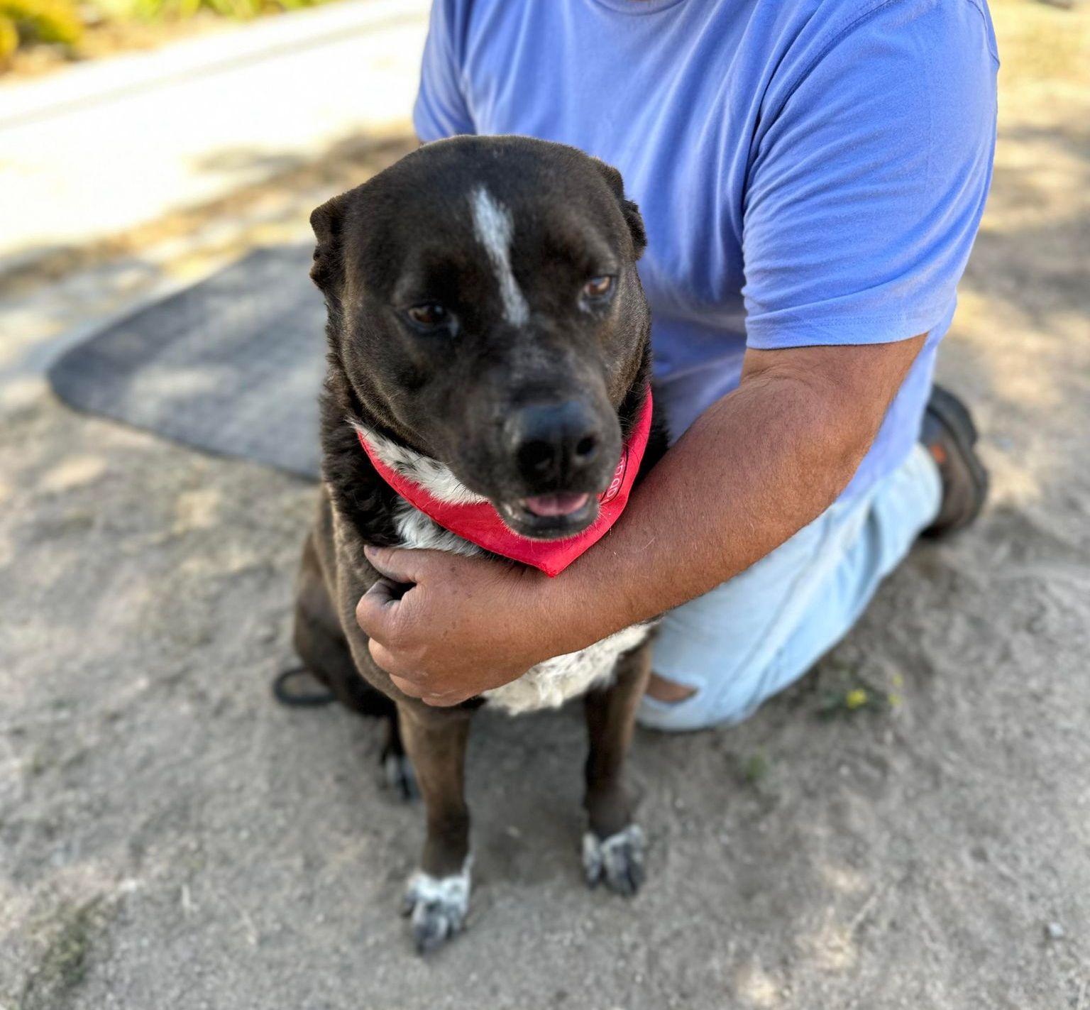 Enlarge Macy, a Adoptable mixed breed in Duluth, MN image 5/6