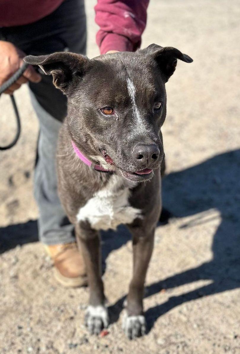 Macy, Adoptable, Adult Female Pit Bull Terrier & Australian Shepherd.