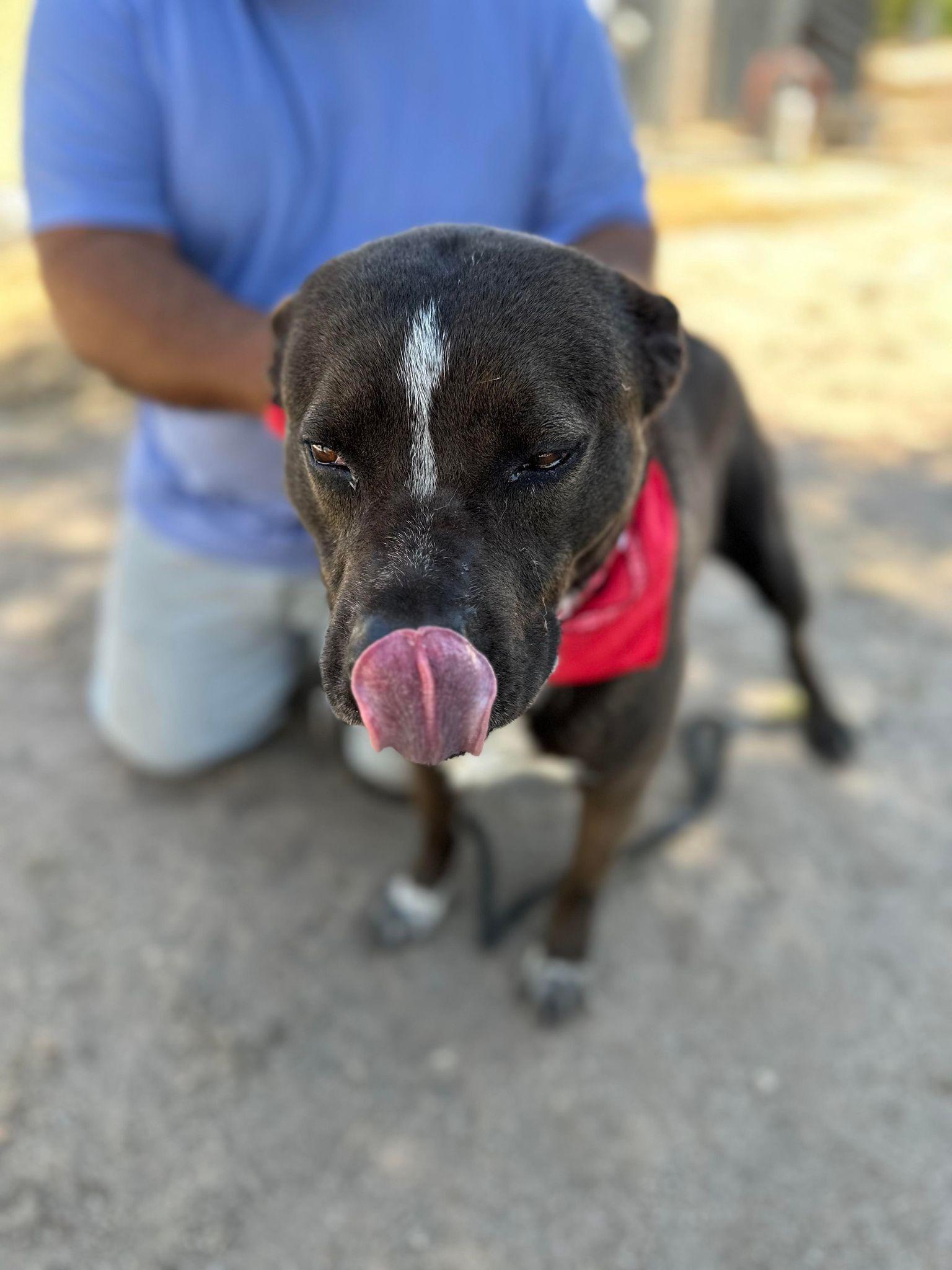 Enlarge Macy, a Adoptable mixed breed in Duluth, MN image 2/6
