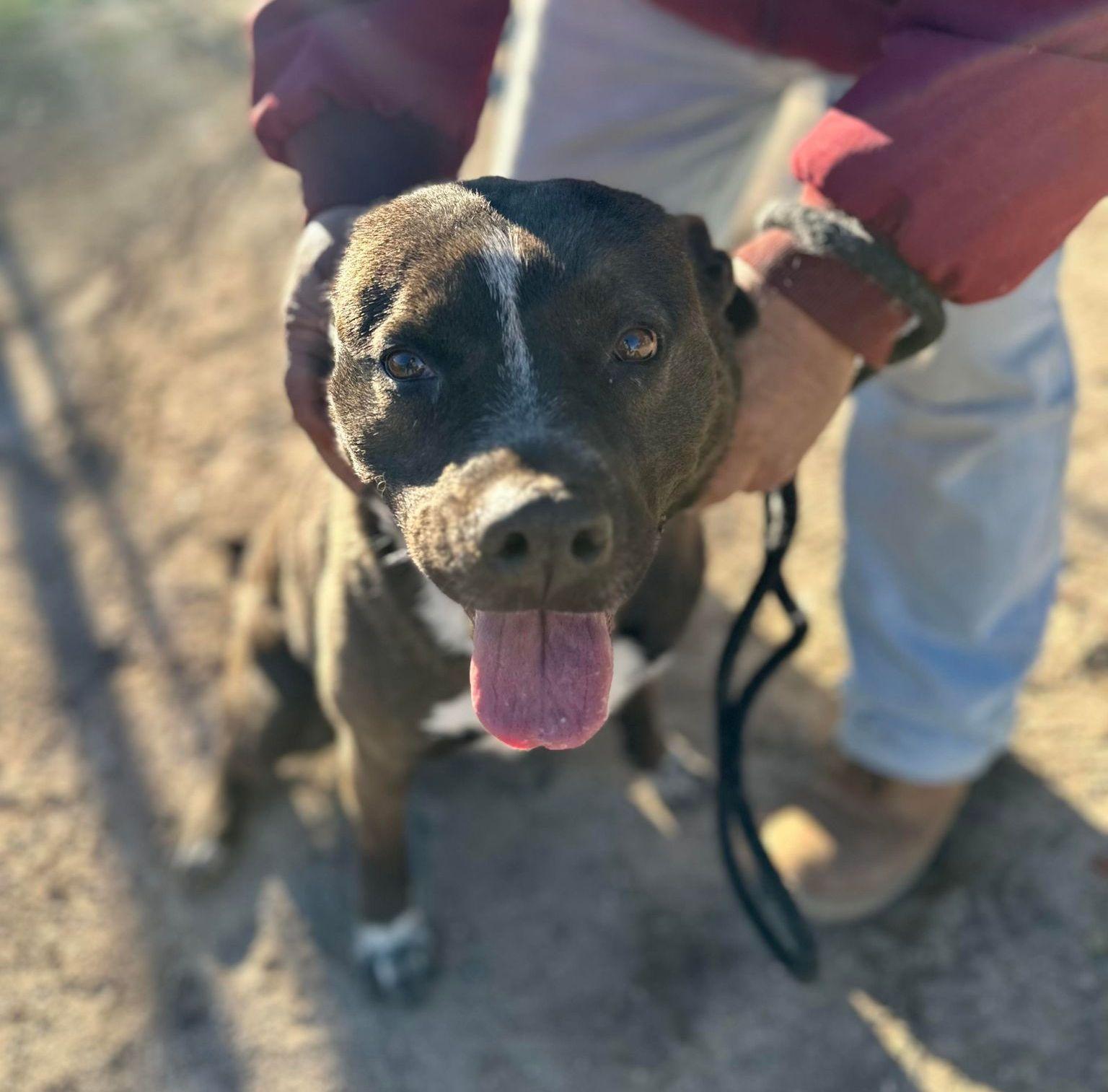 Enlarge Macy, a Adoptable mixed breed in Duluth, MN image 6/6