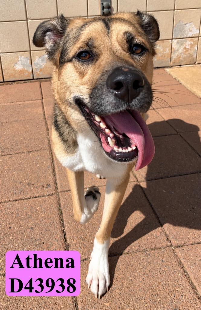 Enlarge Athena, a Adoptable German Shepherd Dog in Clarksville, TN image 1/6