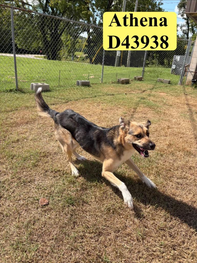 Enlarge Athena, a Adoptable German Shepherd Dog in Clarksville, TN image 2/6