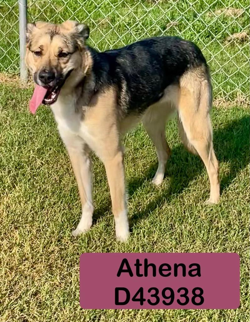 Enlarge Athena, a Adoptable German Shepherd Dog in Clarksville, TN image 3/6
