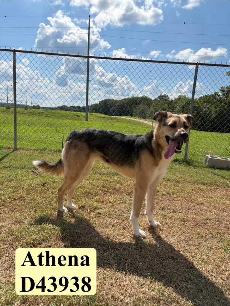 Enlarge Athena, a Adoptable German Shepherd Dog in Clarksville, TN image 4/6