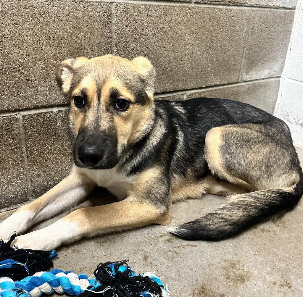 Enlarge Athena, a Adoptable German Shepherd Dog in Clarksville, TN image 5/6