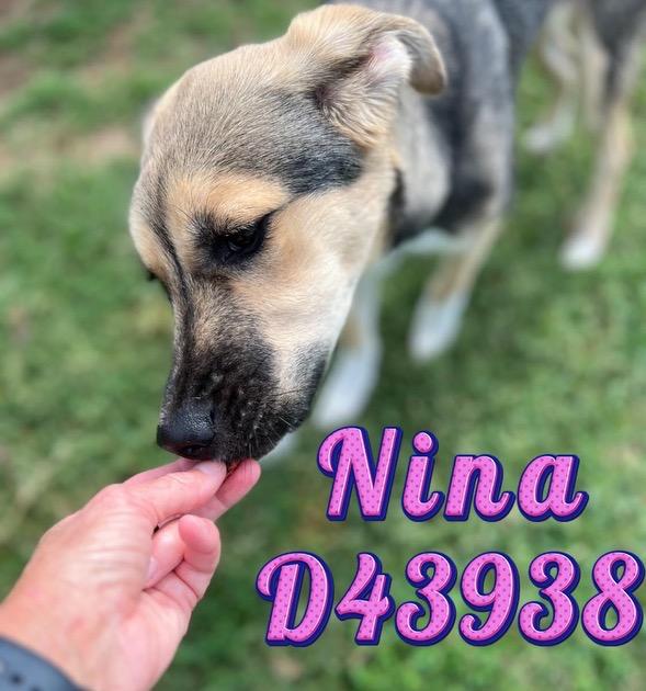Enlarge Athena, a Adoptable German Shepherd Dog in Clarksville, TN image 6/6