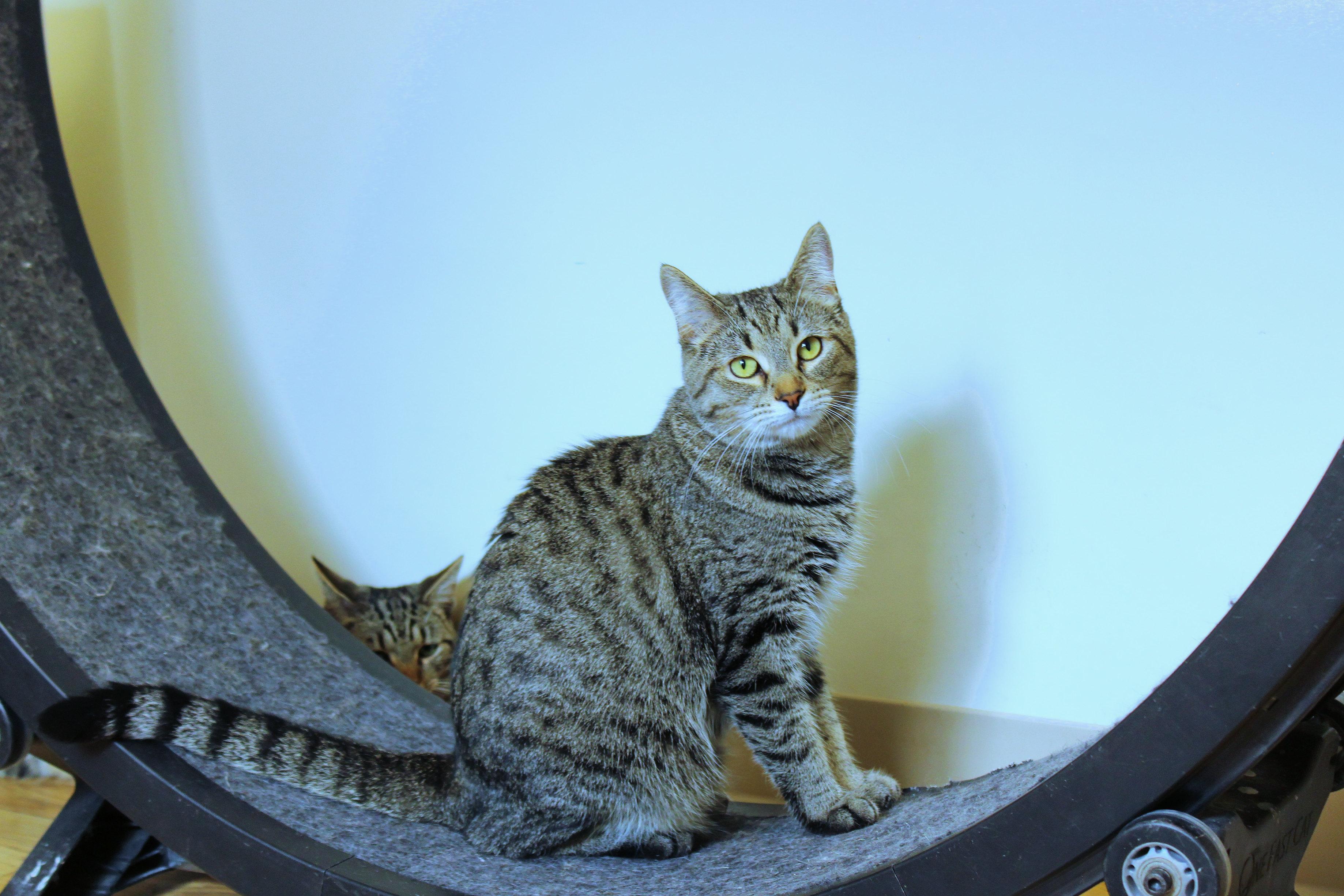 Enlarge Bambi, a Adoptable Domestic Short Hair in Urbana, OH image 2/6