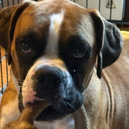 Enlarge Bo, a Adoptable Boxer in Baton Rouge, LA image 1/3
