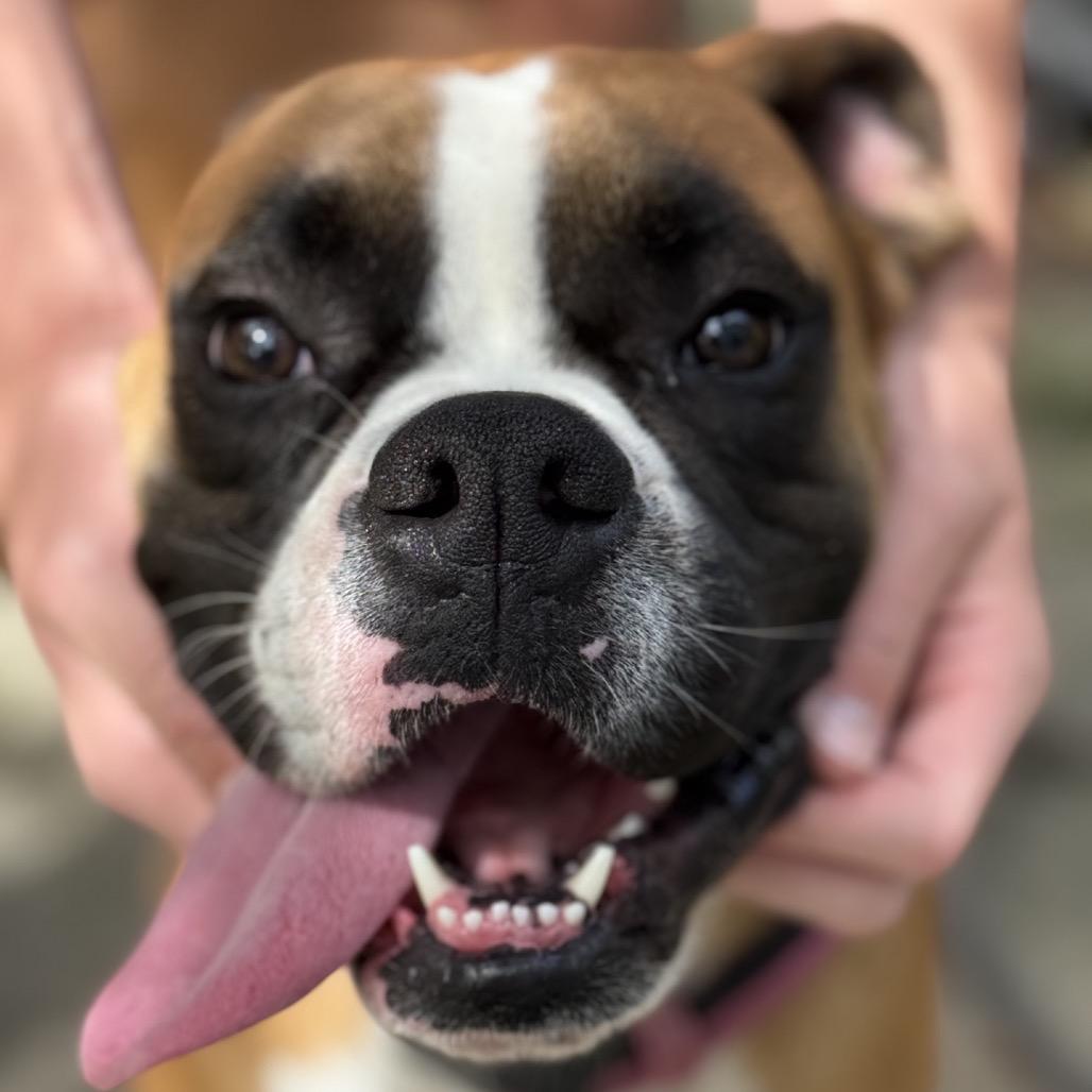 Enlarge Bo, a Adoptable Boxer in Baton Rouge, LA image 2/3