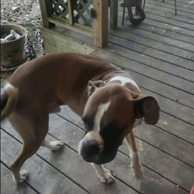 Enlarge Bo, a Adoptable Boxer in Baton Rouge, LA image 3/3