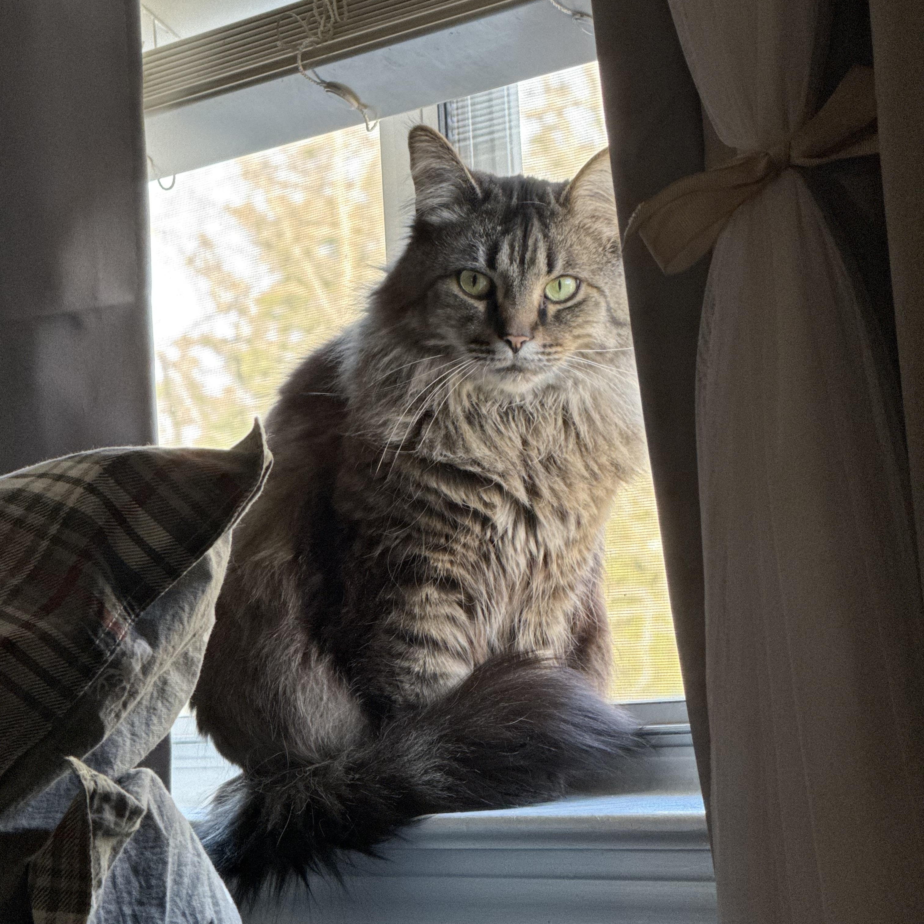 Enlarge Birdie, a ADOPTABLE Domestic Long Hair in Nashville, TN image 1/2
