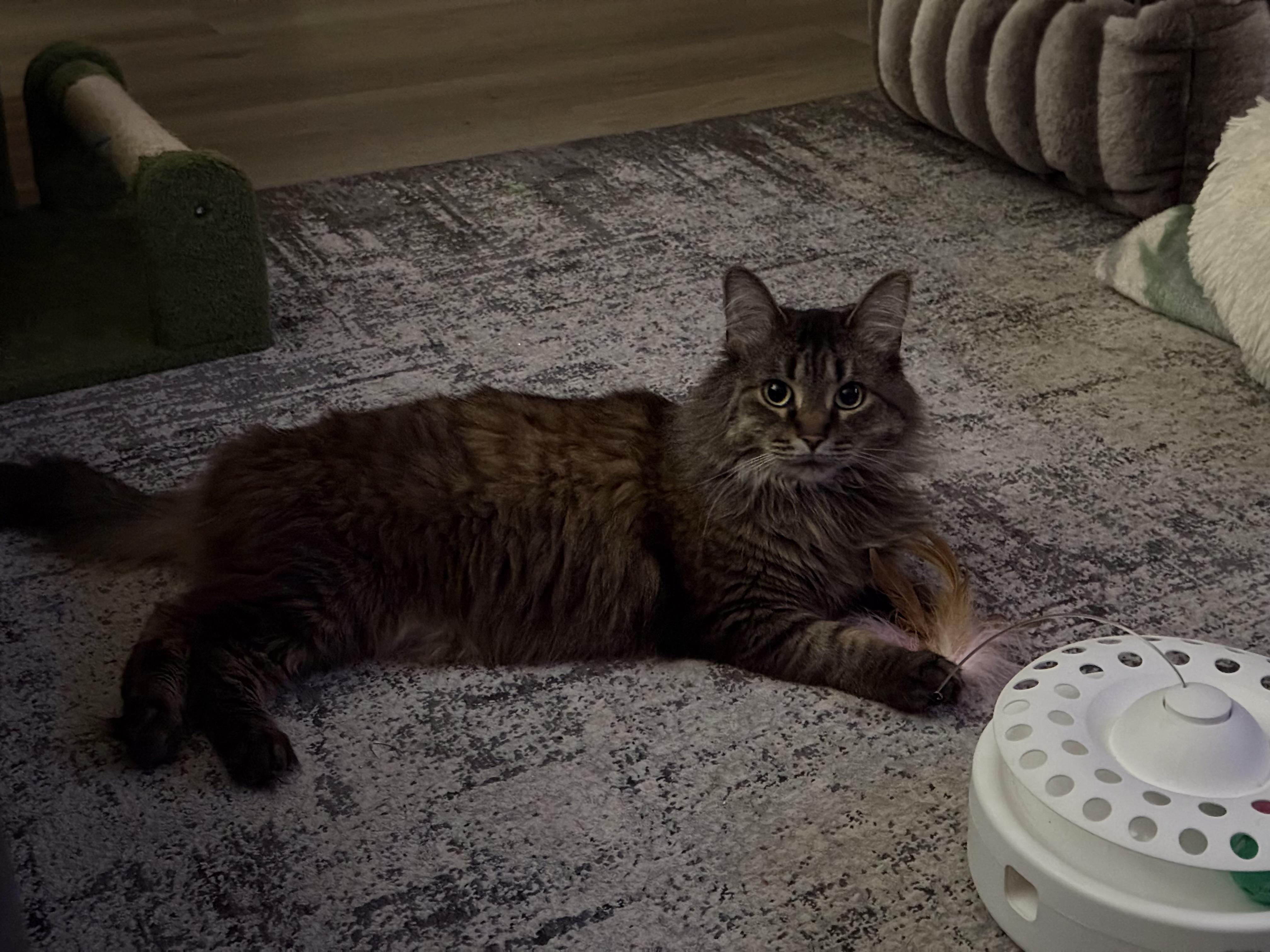 Enlarge Birdie, a ADOPTABLE Domestic Long Hair in Nashville, TN image 2/2