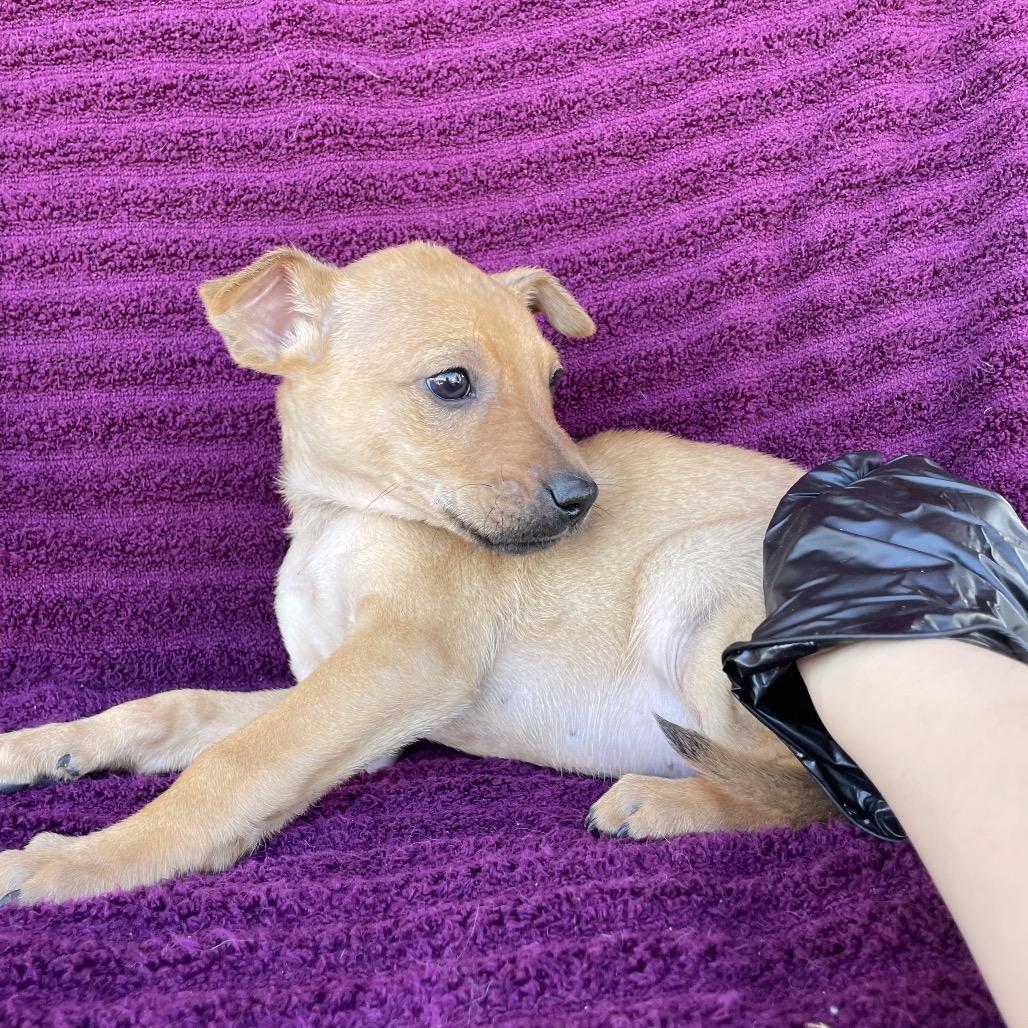 Enlarge Luca, a Adoptable mixed breed in Tucson, AZ image 3/3