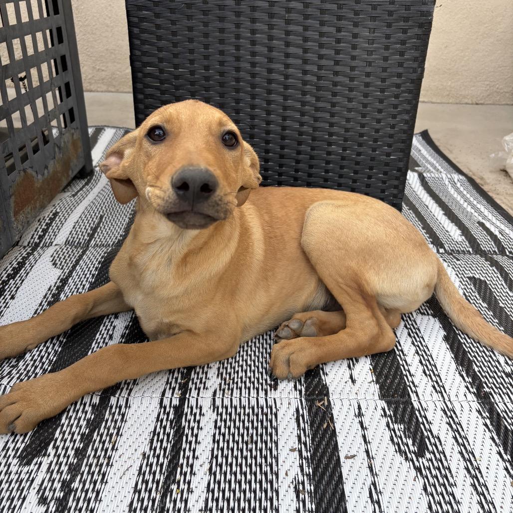 Luca, Adoptable, Puppy Male Labrador Retriever & German Shepherd Dog.