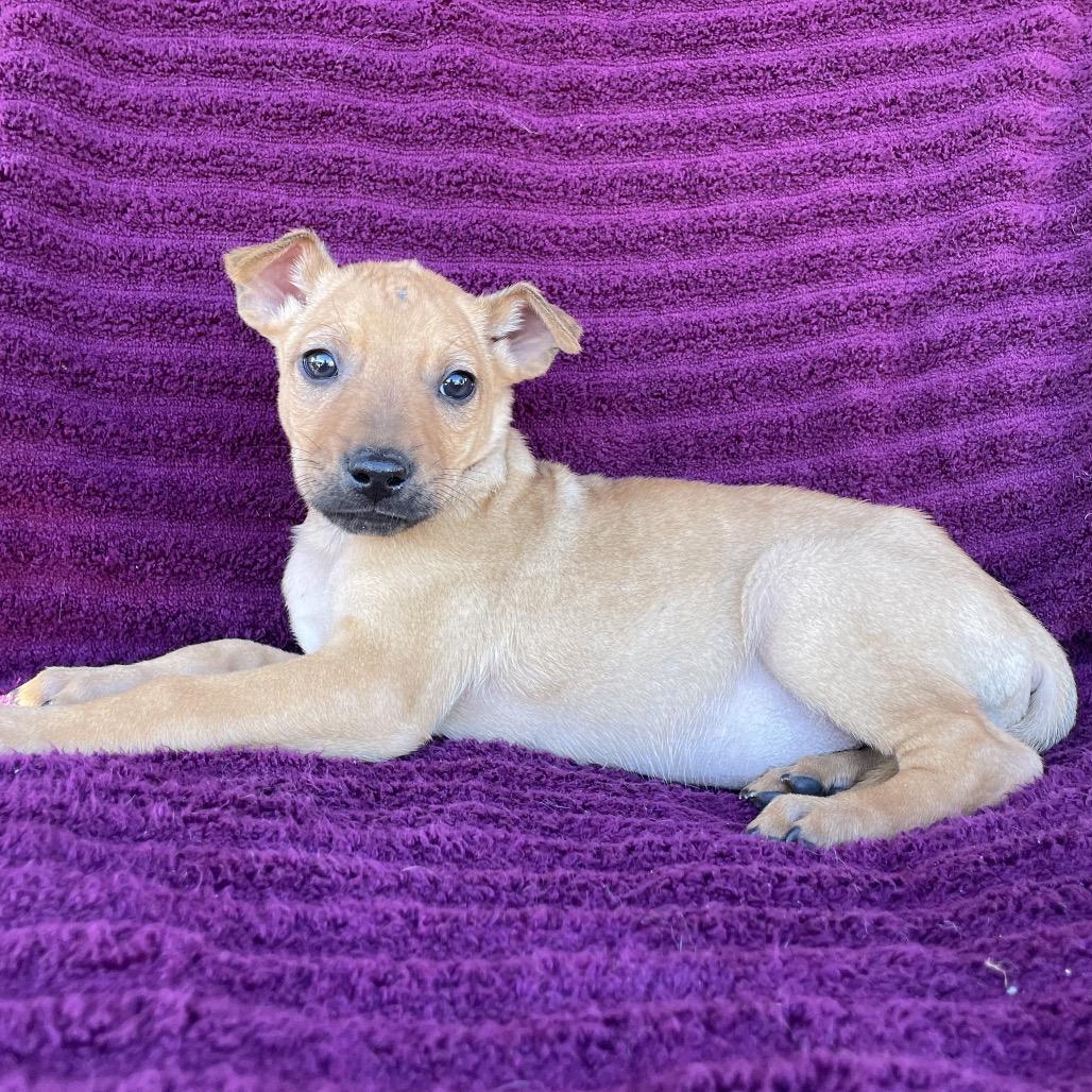 Enlarge Luca, a Adoptable mixed breed in Tucson, AZ image 1/3