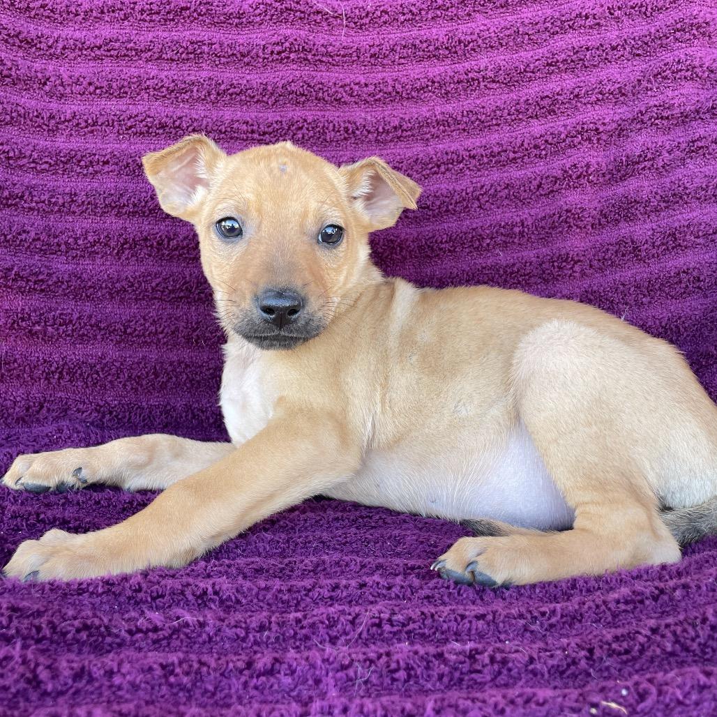 Enlarge Luca, a Adoptable mixed breed in Tucson, AZ image 2/3