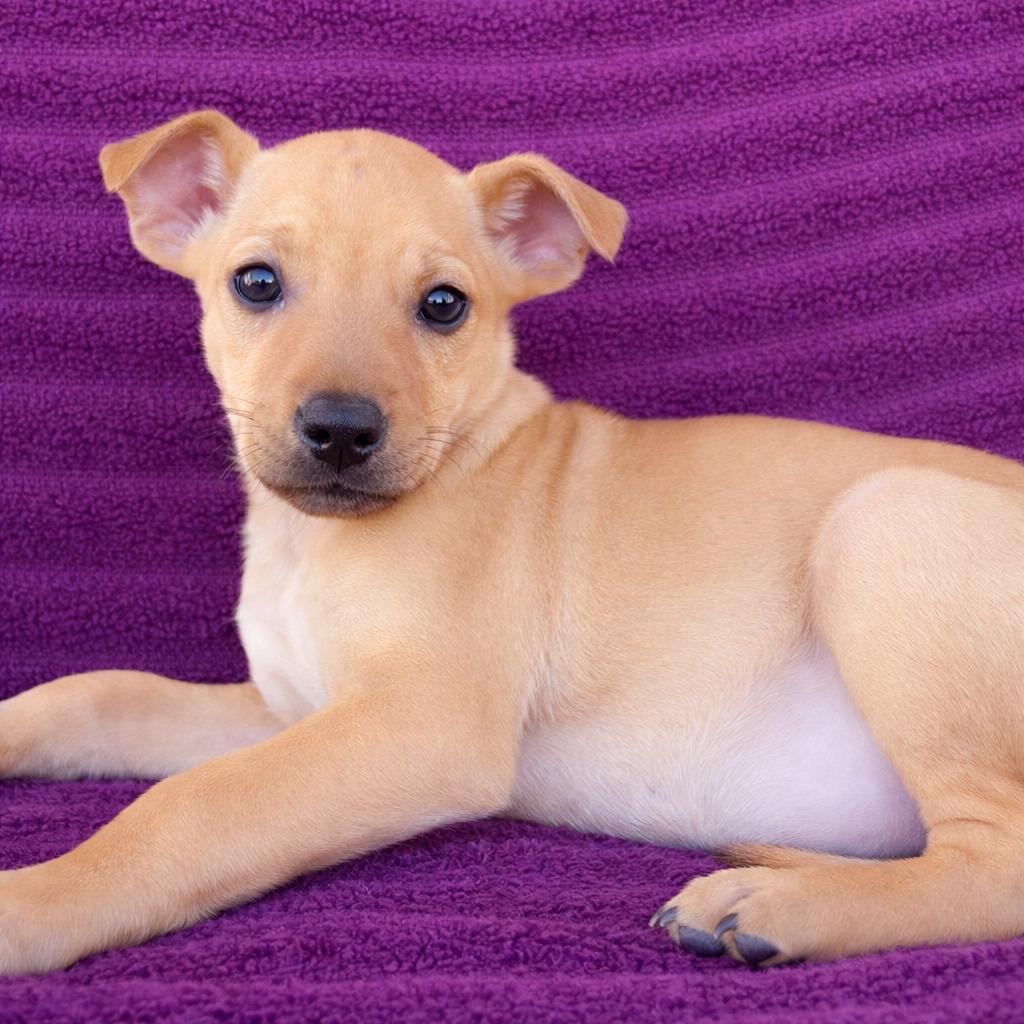 Luca, a Adoptable mixed breed in Tucson, AZ image 1/3