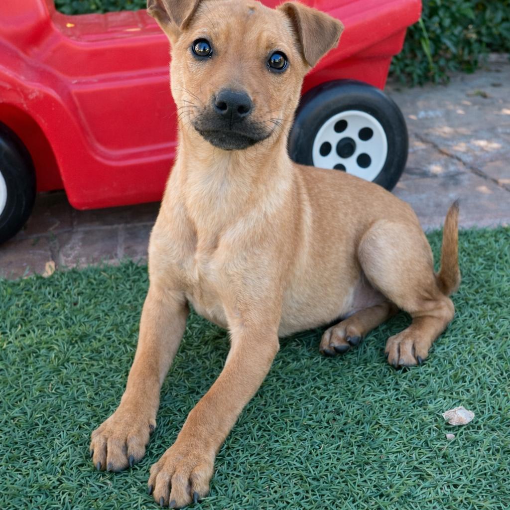 Luca, Adoptable, Puppy Male Labrador Retriever & German Shepherd Dog.