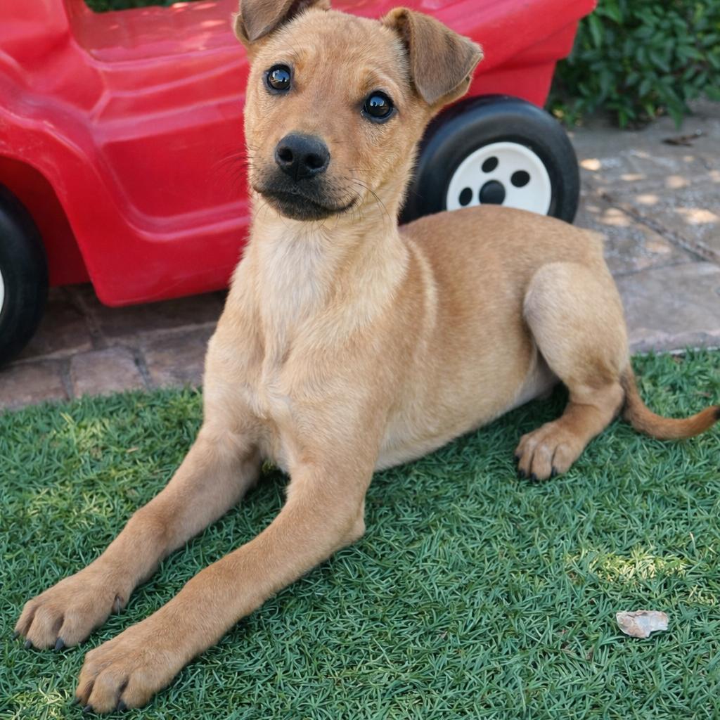 Luca, a Adoptable mixed breed in Tucson, AZ image 3/3