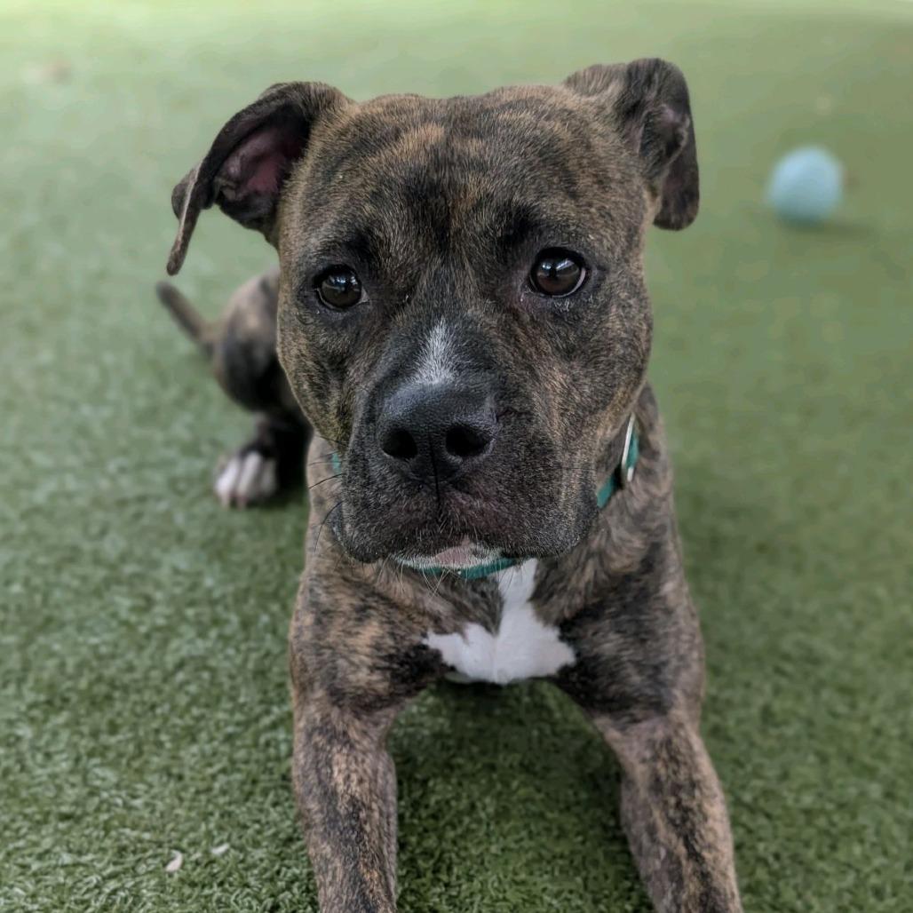 Halo, Adoptable, Adult Female Pit Bull Terrier.