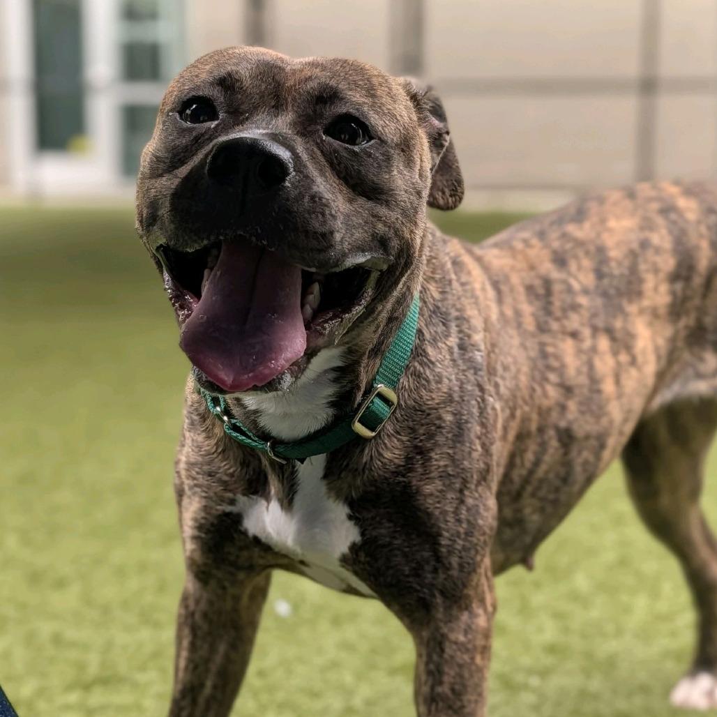 Enlarge Halo, a Adoptable Pit Bull Terrier in Greensboro, NC image 2/6