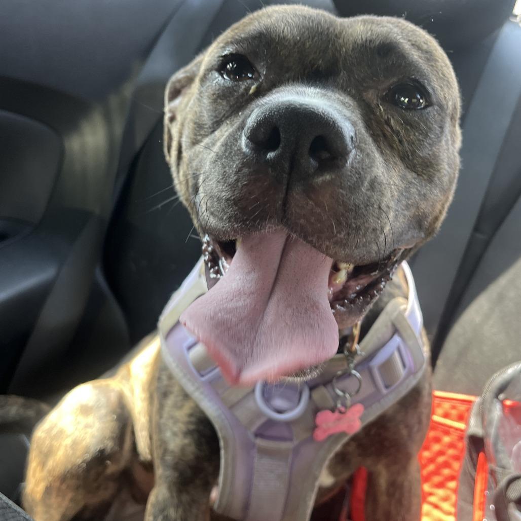 Enlarge Halo, a Adoptable Pit Bull Terrier in Greensboro, NC image 3/6