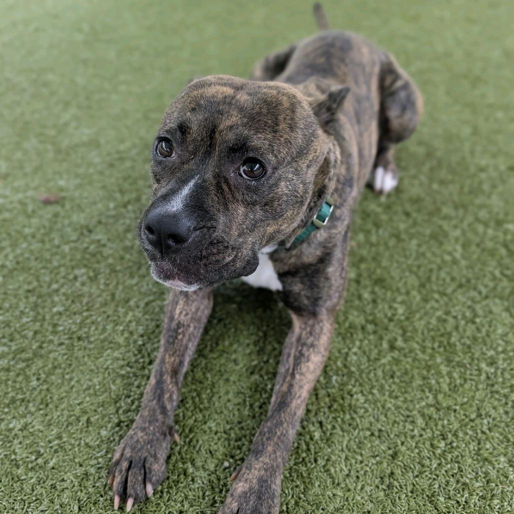 Enlarge Halo, a Adoptable Pit Bull Terrier in Greensboro, NC image 4/6