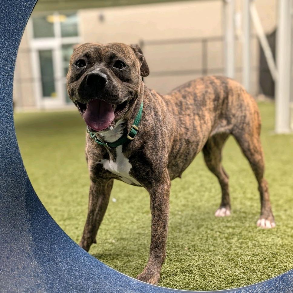 Enlarge Halo, a Adoptable Pit Bull Terrier in Greensboro, NC image 5/6
