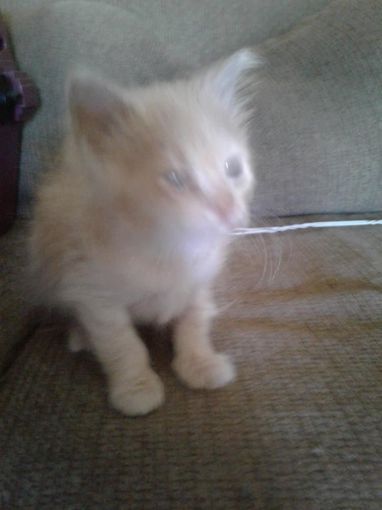 Popeye Hoskins LC 75060 27 559 258, Adopted, Kitten Female Domestic Medium Hair.