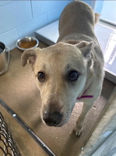 MOLLY, Adoptable, Adult Female Labrador Retriever & Mixed Breed.