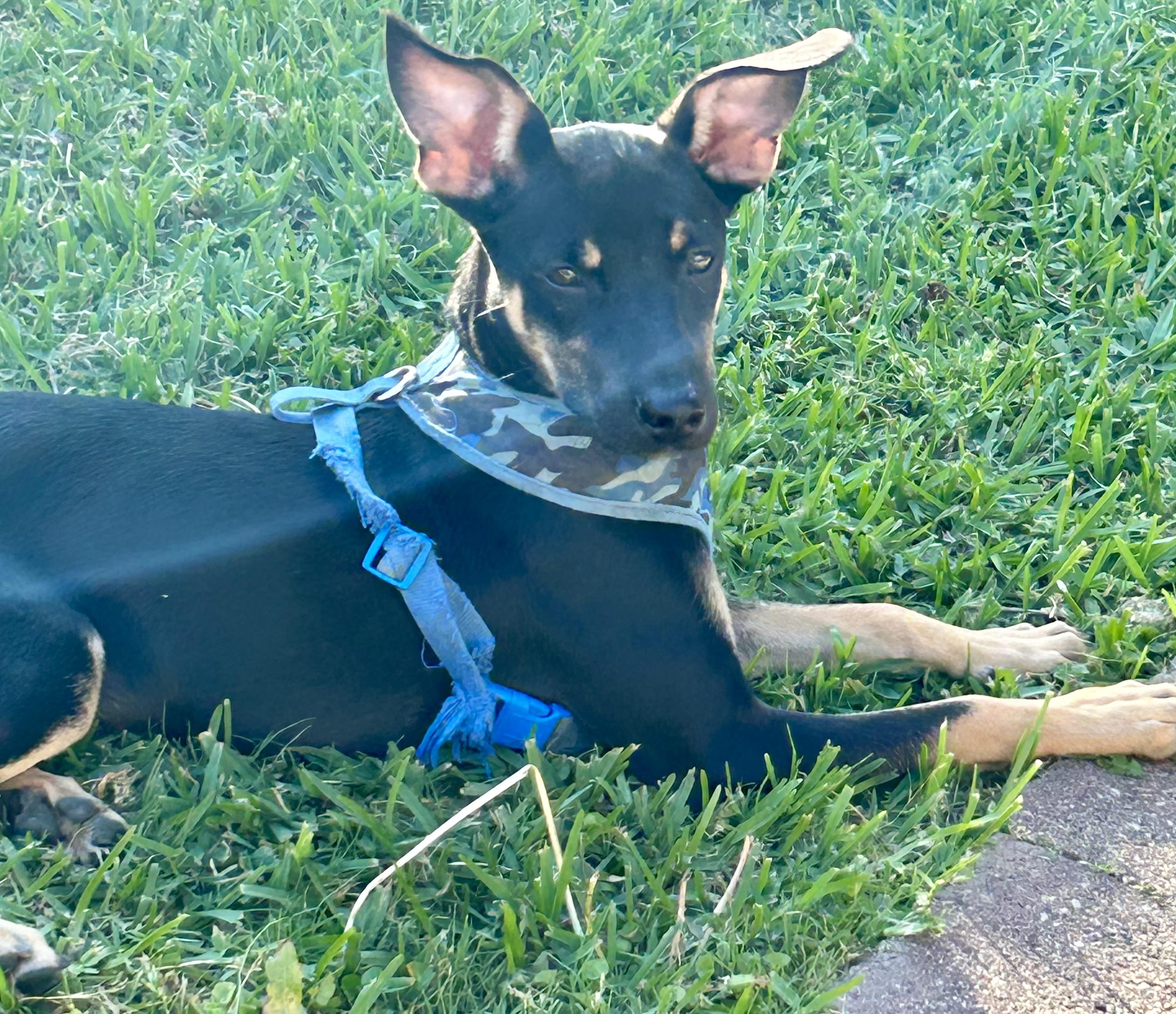 Enlarge Jasper , a Adoptable mixed breed in Baltimore , MD image 4/4