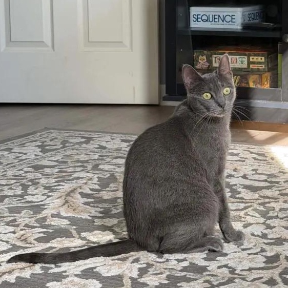 Enlarge Raina, a Adoptable Domestic Short Hair in Weehawken, NJ image 1/6