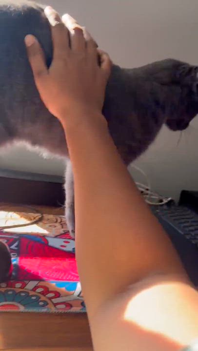 Enlarge Raina, a Adoptable Domestic Short Hair in Weehawken, NJ video 6/6