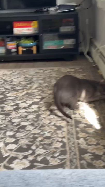 Enlarge Raina, a Adoptable Domestic Short Hair in Weehawken, NJ video 4/6