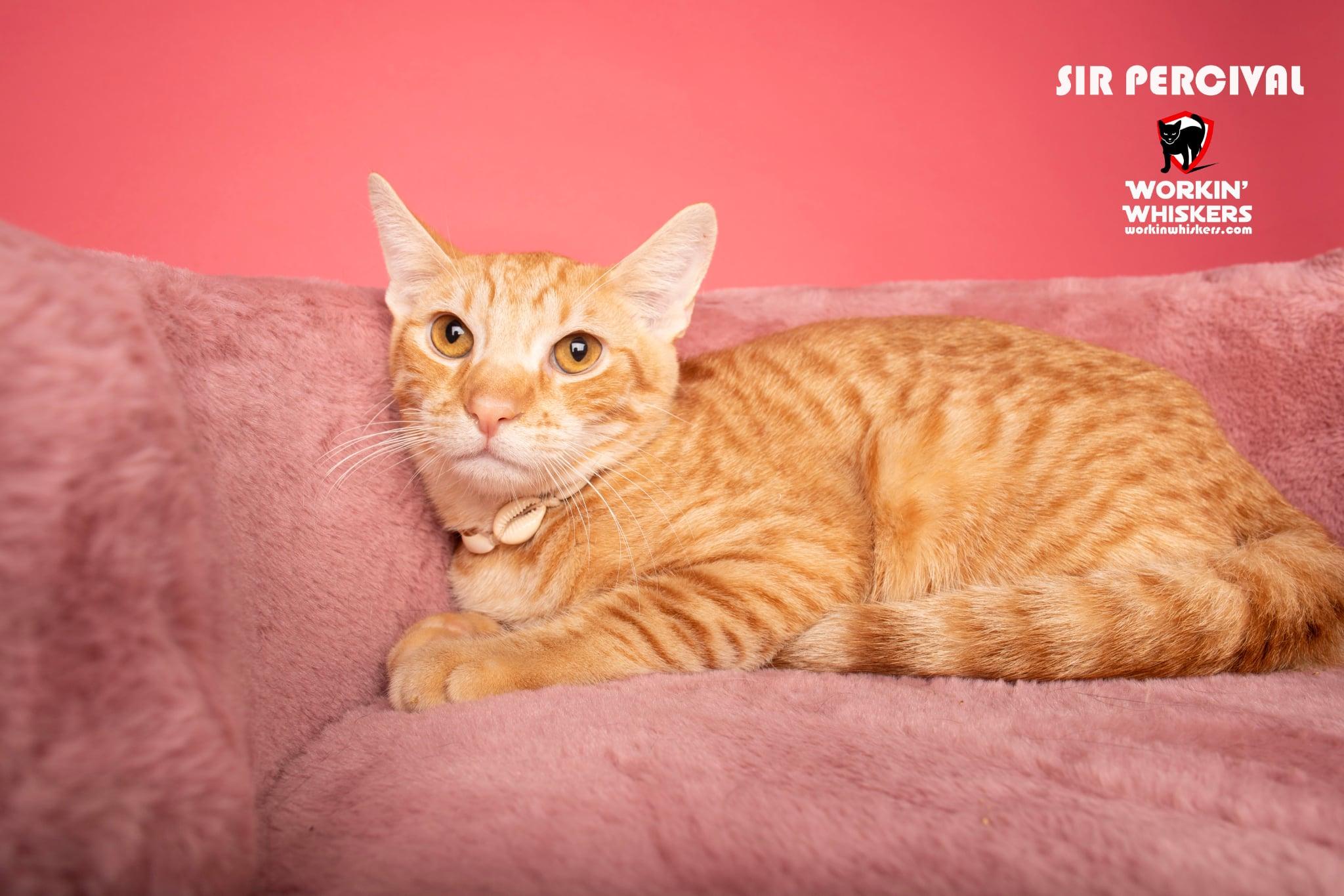 Enlarge SIR PERCIVAL, a Adoptable mixed breed in HEMET, CA image 1/1