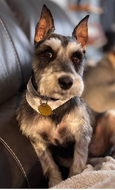 Enlarge Ralphie-Pending, a Adopted Miniature Schnauzer in Miamisburg, OH image 1/4