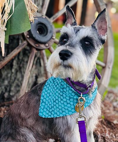 Enlarge Ralphie-Pending, a Adopted Miniature Schnauzer in Miamisburg, OH image 4/4