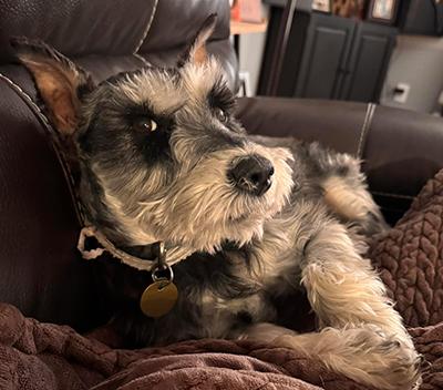 Enlarge Ralphie-Pending, a Adopted Miniature Schnauzer in Miamisburg, OH image 2/4
