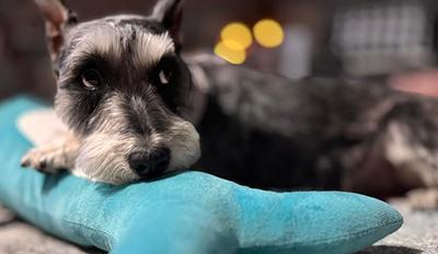 Enlarge Ralphie-Pending, a Adopted Miniature Schnauzer in Miamisburg, OH image 3/4