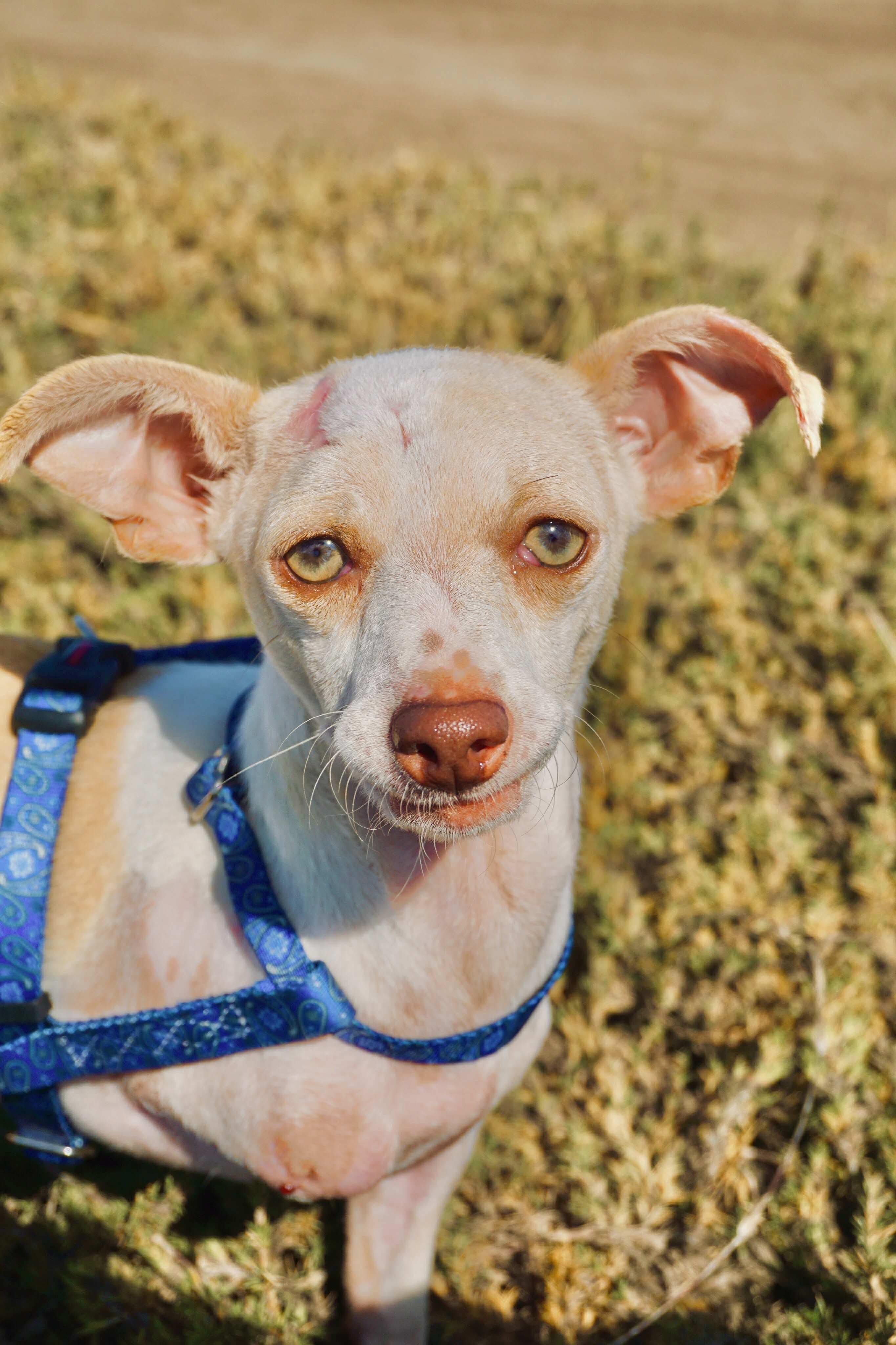 Enlarge Dobby, a Adoptable mixed breed in San Diego, CA image 4/5