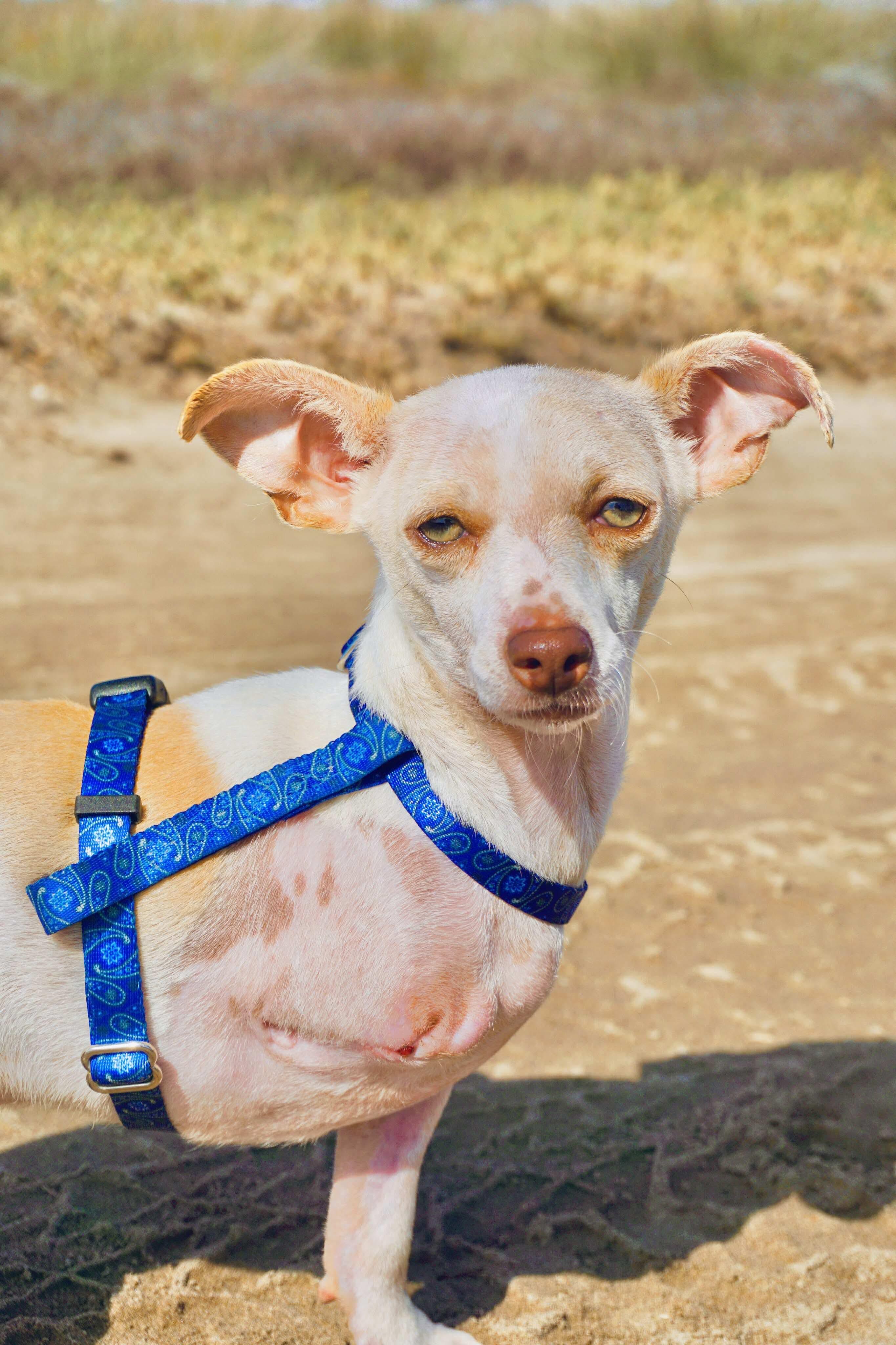 Enlarge Dobby, a Adoptable mixed breed in San Diego, CA image 3/5