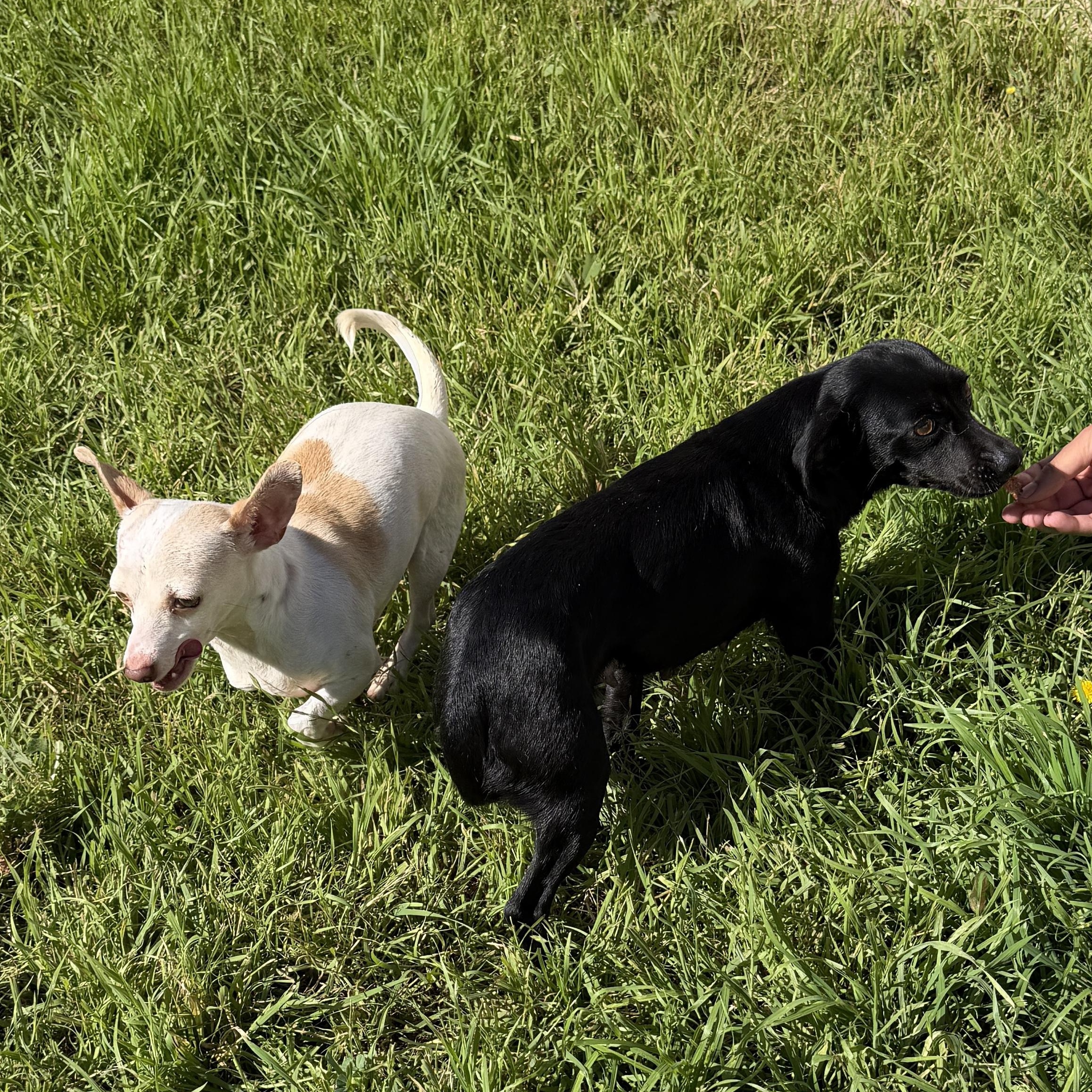 Enlarge Dobby, a Adoptable mixed breed in San Diego, CA image 2/5