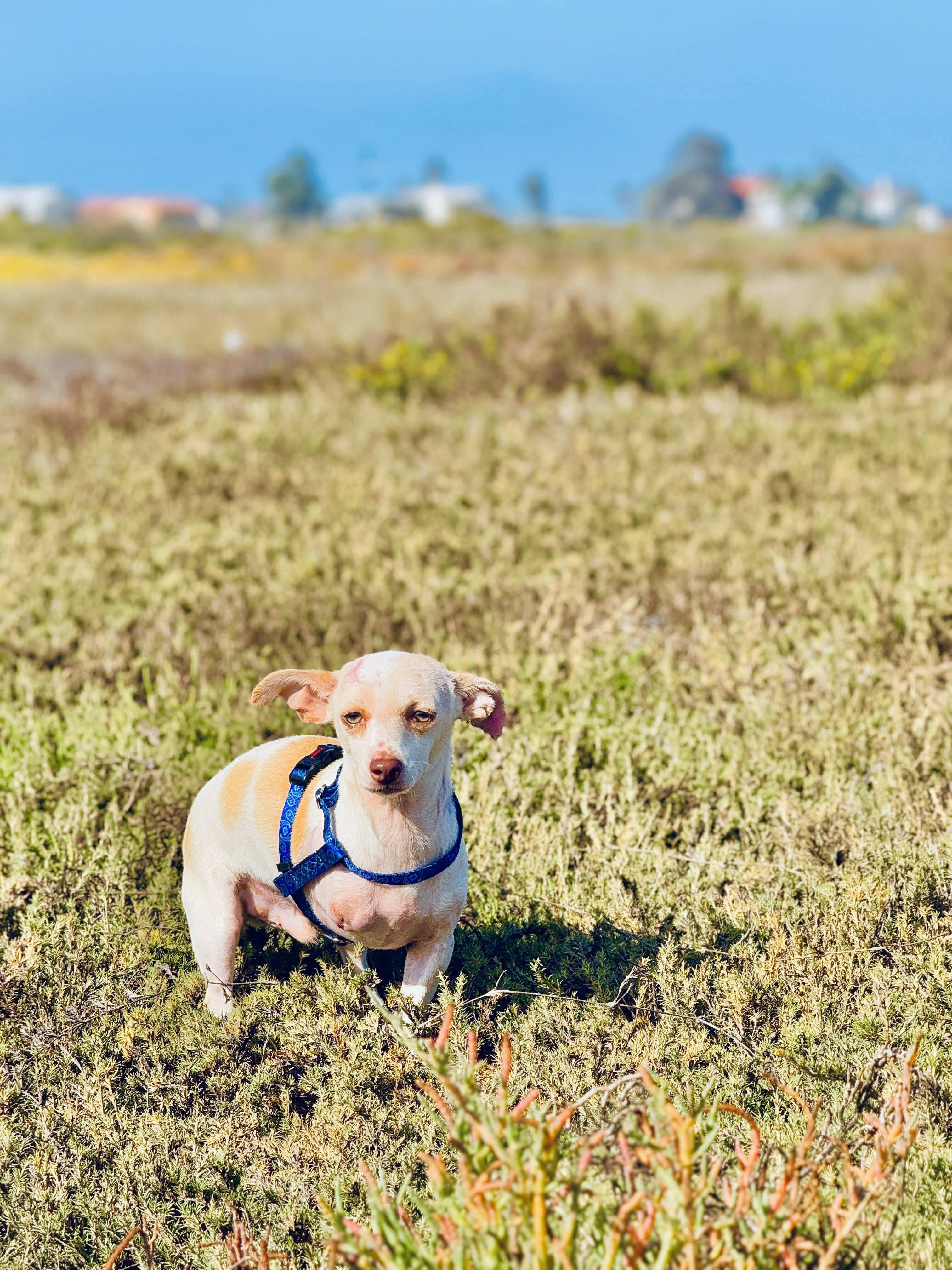 Enlarge Dobby, a Adoptable mixed breed in San Diego, CA image 5/5