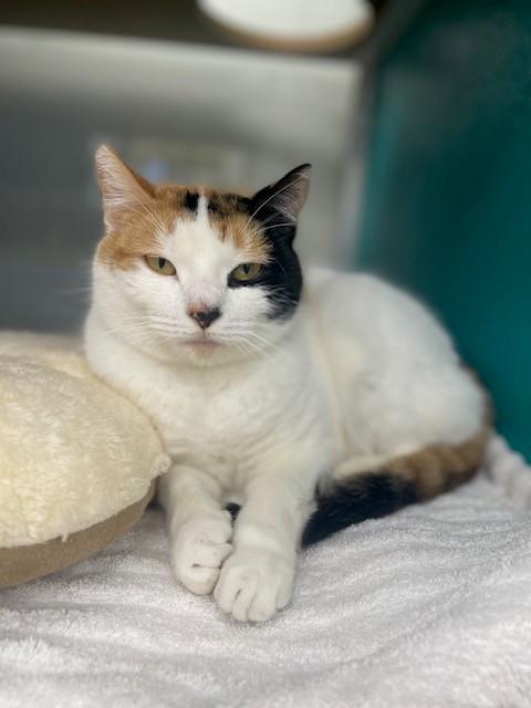 CORONA, Adoptable, Adult Female Domestic Short Hair.