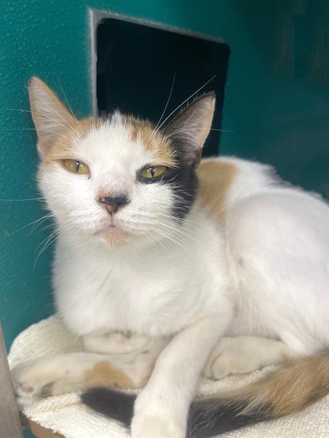 CORONA, Adoptable, Adult Female Domestic Short Hair.