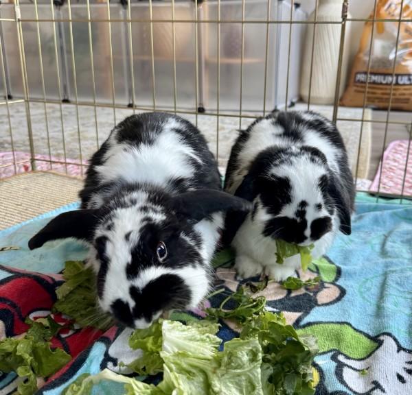 Enlarge Huey (bonded with Dewey), a ADOPTABLE mixed breed in Roseville, CA image 2/3