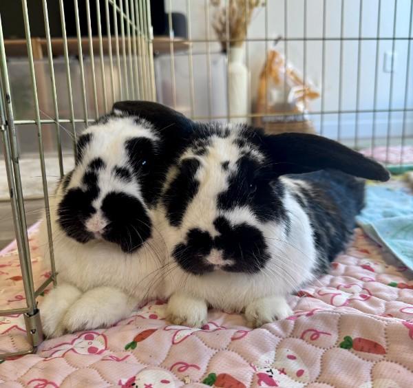 Enlarge Huey (bonded with Dewey), a ADOPTABLE mixed breed in Roseville, CA image 3/3