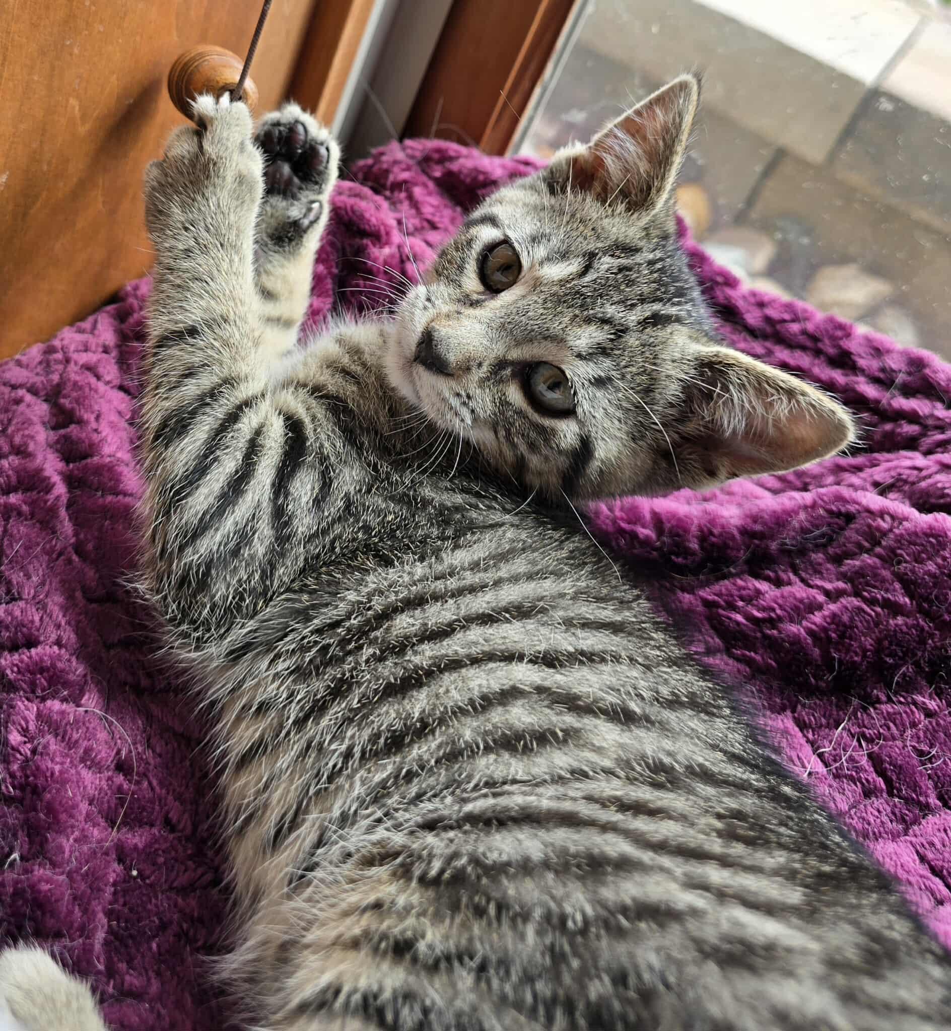 Maeve